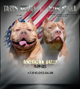 Photo №2 to announcement № 68954 for the sale of american bully - buy in Russian Federation private announcement, from nursery, breeder