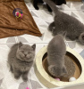 Photo №2 to announcement № 15569 for the sale of british shorthair - buy in Saudi Arabia private announcement
