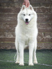 Photo №2 to announcement № 72754 for the sale of siberian husky - buy in Serbia breeder