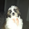 Photo №2 to announcement № 123321 for the sale of shih tzu - buy in Turkey private announcement