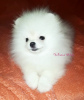 Photo №2 to announcement № 9021 for the sale of pomeranian - buy in Russian Federation private announcement