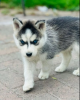 Photo №1. siberian husky - for sale in the city of Oslo | negotiated | Announcement № 62774