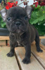 Photo №2 to announcement № 111505 for the sale of french bulldog - buy in United States private announcement