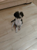 Photo №4. I will sell non-pedigree dogs in the city of Батуми. private announcement - price - Is free
