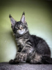 Photo №3. Adorable Maine coon kittens available now. Germany