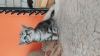 Photo №1. british shorthair - for sale in the city of Yaroslavl | negotiated | Announcement № 7576