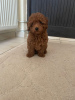 Photo №3. Red toy poodle puppies for sale. Serbia