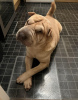 Photo №1. shar pei - for sale in the city of Berlin | 370$ | Announcement № 116801