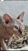 Photo №1. sphynx-katze - for sale in the city of Vladimir | negotiated | Announcement № 115366