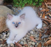 Photo №2 to announcement № 109688 for the sale of ragdoll - buy in Germany breeder