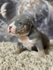 Additional photos: American bully puppies SHOW CLASS