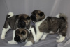 Photo №1. akita - for sale in the city of Гамбург | 350$ | Announcement № 44524