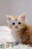Photo №1. maine coon - for sale in the city of St. Petersburg | 810$ | Announcement № 15480