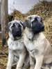 Photo №4. I will sell central asian shepherd dog in the city of Minsk. from nursery, breeder - price - negotiated