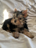 Photo №1. yorkshire terrier - for sale in the city of New York | 1500$ | Announcement № 81467