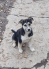 Photo №3. Two little puppies Chelsea and Lotta are looking for a home!. Russian Federation