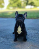 Photo №4. I will sell french bulldog in the city of Гамбург. private announcement - price - 280$