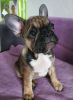 Photo №1. french bulldog - for sale in the city of Minsk | 286$ | Announcement № 19107