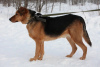 Photo №4. I will sell non-pedigree dogs in the city of Москва. private announcement - price - Is free