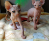 Photo №2 to announcement № 10675 for the sale of sphynx-katze - buy in Ukraine private announcement