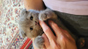 Additional photos: Scottish fold kitten