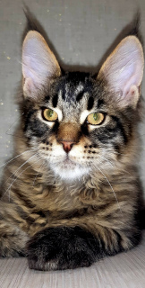 Photo №4. I will sell maine coon in the city of Tver. breeder - price - negotiated