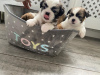 Photo №3. Adorable Shih Tzu Puppies for free adoption. Germany