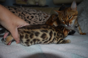 Additional photos: lovely bengal babies