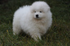 Photo №1. samoyed dog - for sale in the city of Bucharest | 317$ | Announcement № 70070