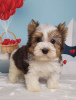 Photo №2 to announcement № 8415 for the sale of beaver yorkshire terrier - buy in Russian Federation breeder