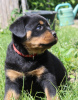 Photo №2 to announcement № 51863 for the sale of rottweiler - buy in Belarus from nursery
