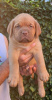 Photo №4. I will sell dogue de bordeaux in the city of Leskovac.  - price - negotiated