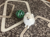 Photo №1. pomeranian - for sale in the city of Minsk | 700$ | Announcement № 56034