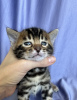 Photo №4. I will sell bengal cat in the city of Kishinev. from nursery, breeder - price - 1585$