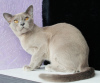 Photo №4. I will sell burmese cat in the city of Minsk. from nursery, breeder - price - 600$