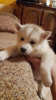 Photo №4. I will sell siberian husky in the city of Tallinn. private announcement - price - negotiated