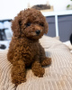 Photo №1. non-pedigree dogs - for sale in the city of Helsinki | negotiated | Announcement № 118951