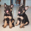 Photo №1. german shepherd - for sale in the city of Flensburg | negotiated | Announcement № 123953