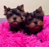 Photo №1. yorkshire terrier - for sale in the city of Deggendorf | Is free | Announcement № 124858