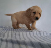 Photo №1. golden retriever - for sale in the city of Амстердам | 211$ | Announcement № 81144