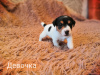 Photo №2 to announcement № 9591 for the sale of jack russell terrier - buy in Russian Federation private announcement