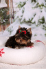 Photo №2 to announcement № 114085 for the sale of yorkshire terrier - buy in Latvia private announcement