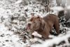 Photo №2 to announcement № 9527 for the sale of american bully - buy in Belarus breeder