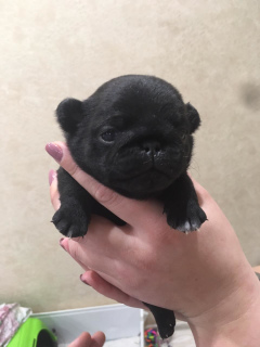 Photo №2 to announcement № 1819 for the sale of pug - buy in Russian Federation private announcement, breeder