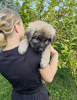 Photo №4. I will sell  in the city of Krakow. breeder - price - 757$