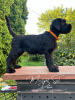 Photo №2 to announcement № 112311 for the sale of giant schnauzer - buy in Belarus from nursery