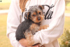 Photo №4. I will sell yorkshire terrier in the city of Rostock.  - price - 423$