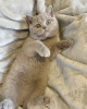 Photo №3. Adorable British Shorthair kittens for sale. Germany