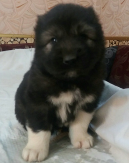 Photo №3. I propose to reserve the Caucasian Shepherd Dog KSU, they are 3 weeks old. Ukraine