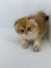 Photo №4. I will sell scottish fold in the city of Krasnodar. breeder - price - 2603$